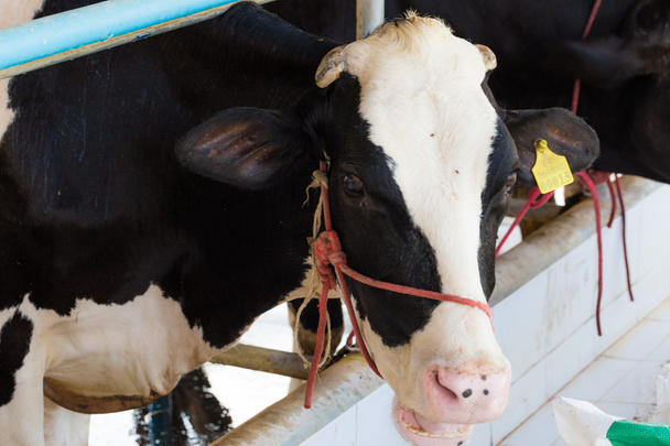 Holstein vaca frisona
 - Foto, imagen