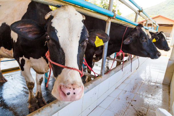 Holstein-fríz tehén takarmányozása  - Fotó, kép