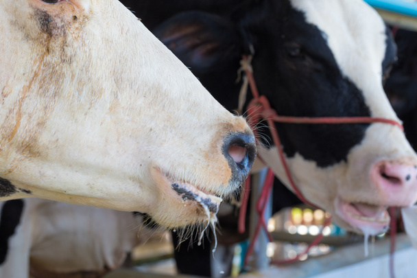 Holstein Friesian vache alimentation
  - Photo, image
