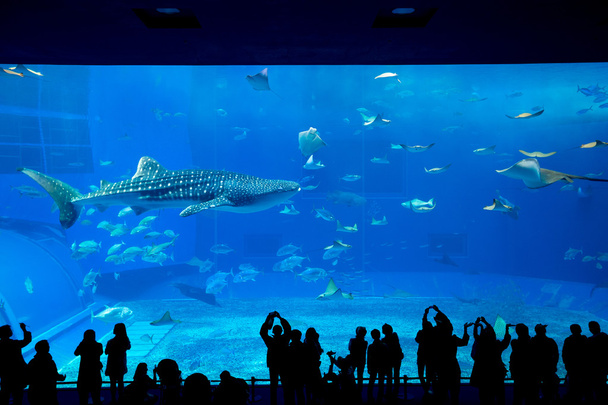 people and giant whale shark in oceanarium - Photo, Image