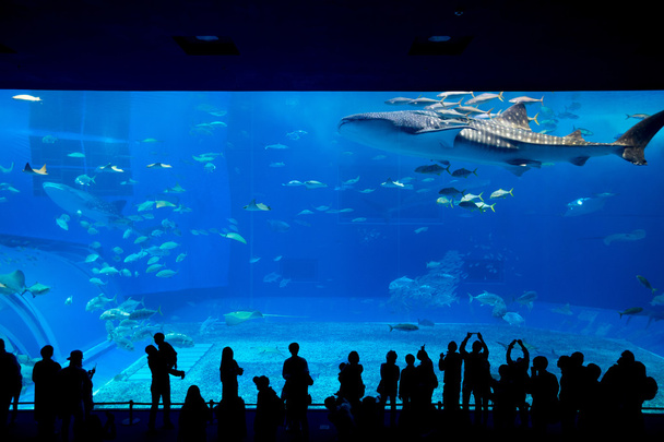 pessoas e tubarão-baleia gigante no Oceanário
 - Foto, Imagem