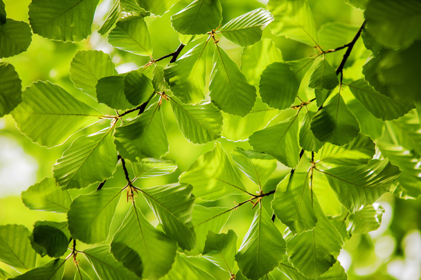 Πράσινα φύλλα, φόντο - Φωτογραφία, εικόνα