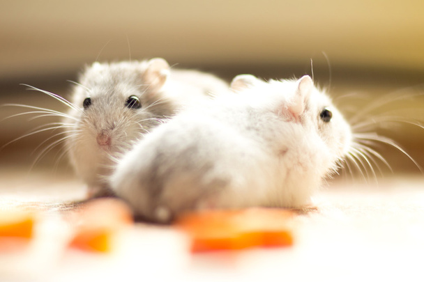 a pair of small Hamster Jungar - Photo, Image