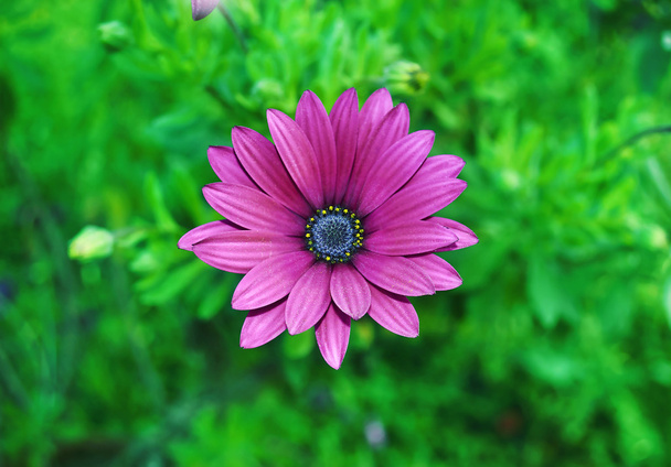 fialový sedmikráska zavřít nahoru - fialový květ - Fotografie, Obrázek
