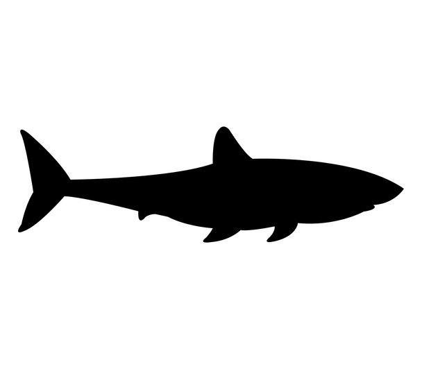 Shark shown on a white background - Фото, изображение