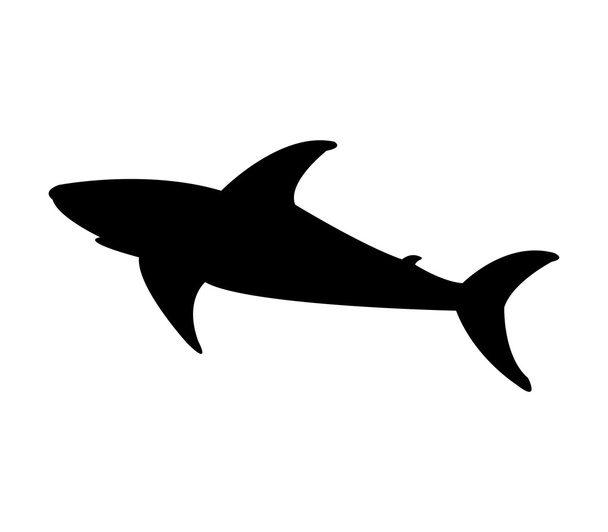 Shark shown on a white background - Foto, Imagen