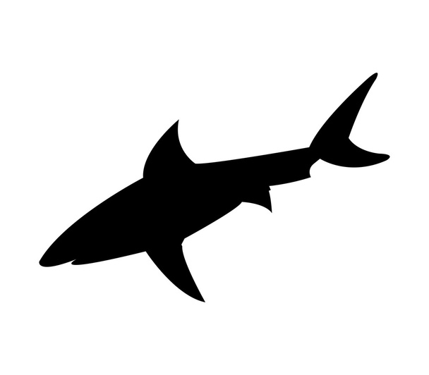 Акула показана на белом фоне
 - Фото, изображение