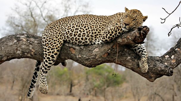 στηργμένος λεοπάρδαλη σε ένα δέντρο - Φωτογραφία, εικόνα