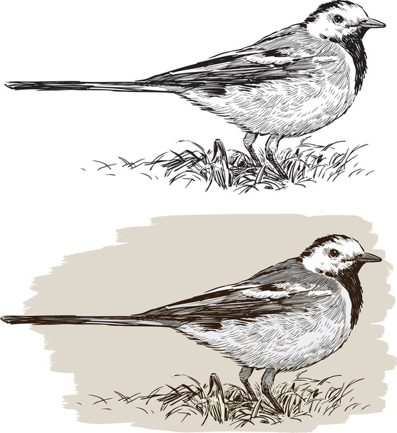 sketch of a wagtail - Vector, Image