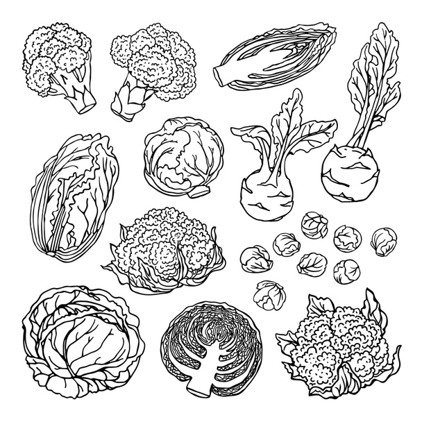 キャベツ野菜セット - ベクター画像