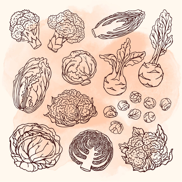 cabbage vegetables set - Vector, Image