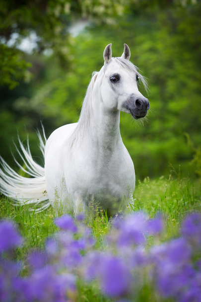 арабская лошадь в лесу
 - Фото, изображение