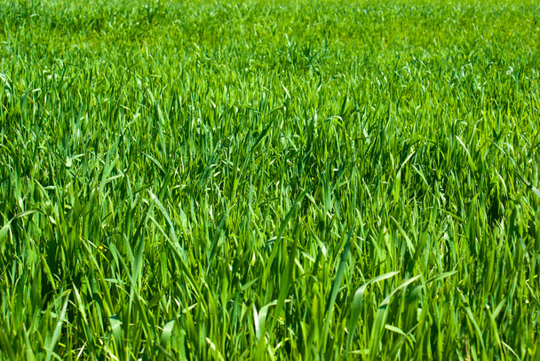 Естественное зеленое травяное поле в качестве фона
 - Фото, изображение
