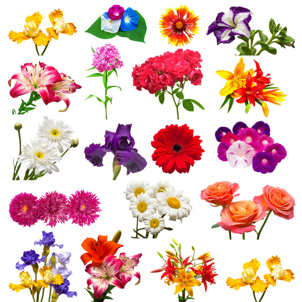 kolekce barevných květin - Fotografie, Obrázek