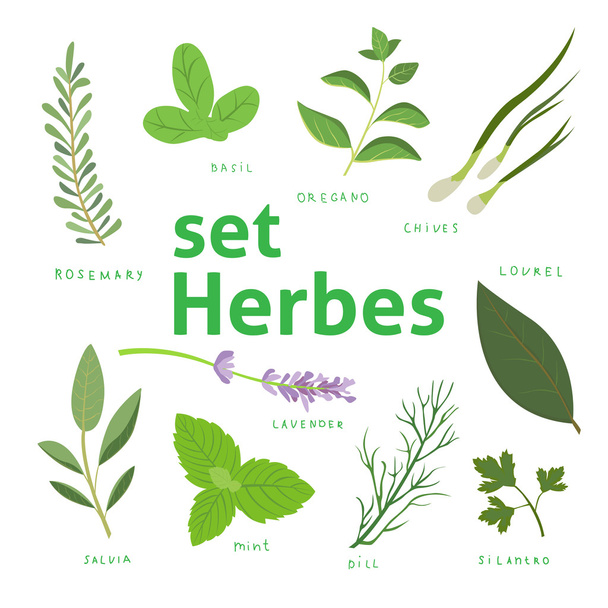 Aromatic herbs set. Fresh herbs and spices set. Vector illustration. eps 10. - Διάνυσμα, εικόνα