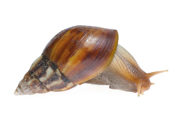 Big snail - Foto, Imagem