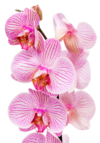 Pink orchid flowers - Photo, Image