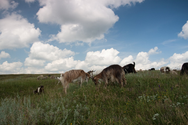 Sheeps - Foto, afbeelding