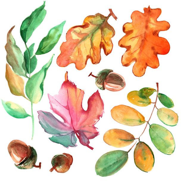 Watercolor leaves and acorns - Foto, Imagen