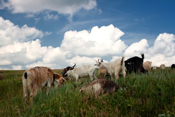 Sheeps - Foto, Bild