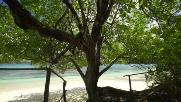 a strand árnyas fa - Felvétel, videó