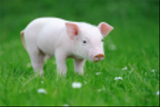 Jonge varken op gras - Foto, afbeelding