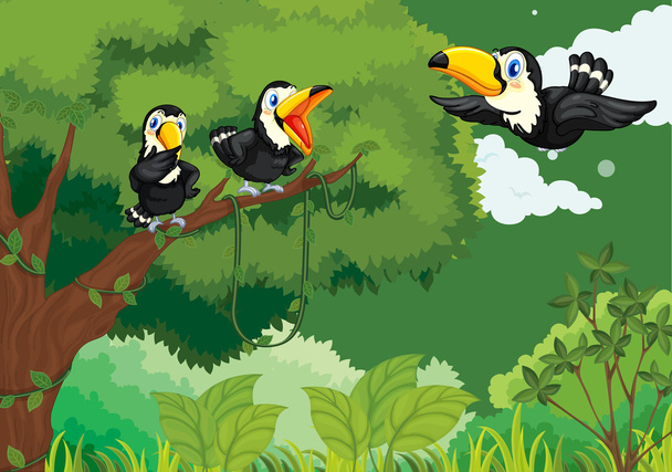 Toucans in the jungle - Vector, Image