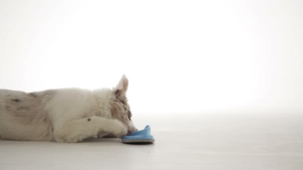 sheepdog playing with slipper  - Záběry, video