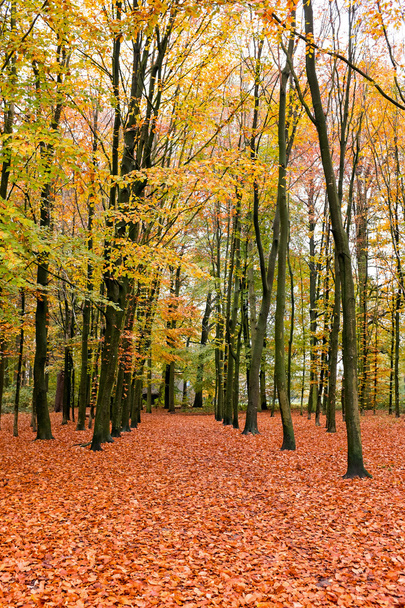 Fall in the forest in the Netherlands - Foto, Imagen