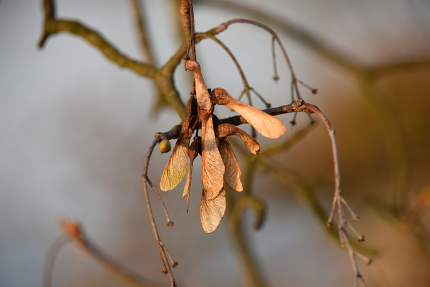 Сухий Клен фрукти
 - Фото, зображення