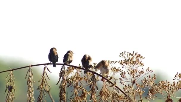 čtyři Astrildovec breasted Munia čisticí křídla - Záběry, video