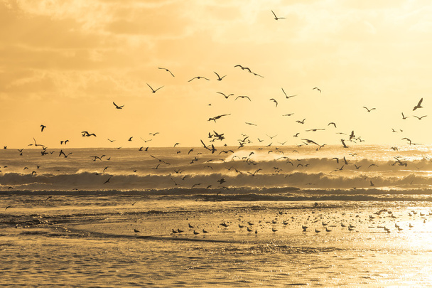 Seagulls taking to the air off a beach during sunset - Photo, Image