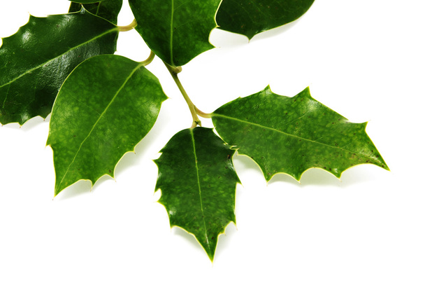 European Holly leaves - Photo, Image