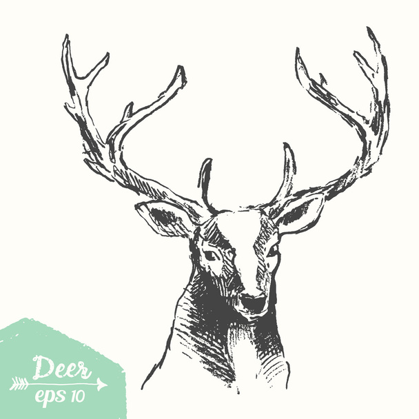 Sketch deer head vintage illustration drawn vector - Vector, Image