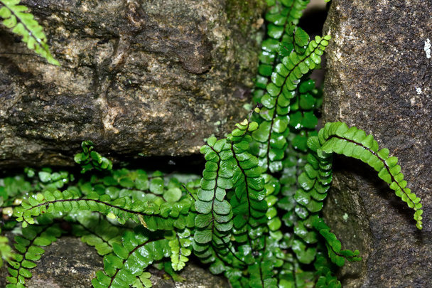 Spleenwort Maidenhair (Asplenium trichomanes ssp. quadrivalenti
) - Foto, immagini