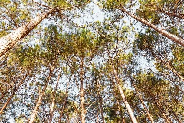 Luz solar en la parte superior de pinos verdes
 - Foto, Imagen