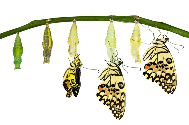 Kireç kelebek yalıtılmış dönüştürme - Fotoğraf, Görsel
