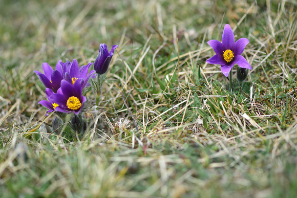 Pasque çiçeği (Pulsatilla vulgaris) - Fotoğraf, Görsel