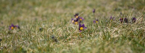 Pasque flower (Pulsatilla vulgaris) - Photo, Image