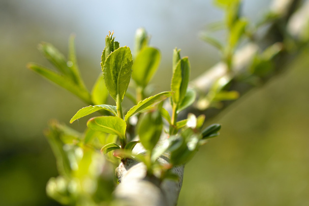 Sauce agrietado (Salix fragilis
) - Foto, imagen