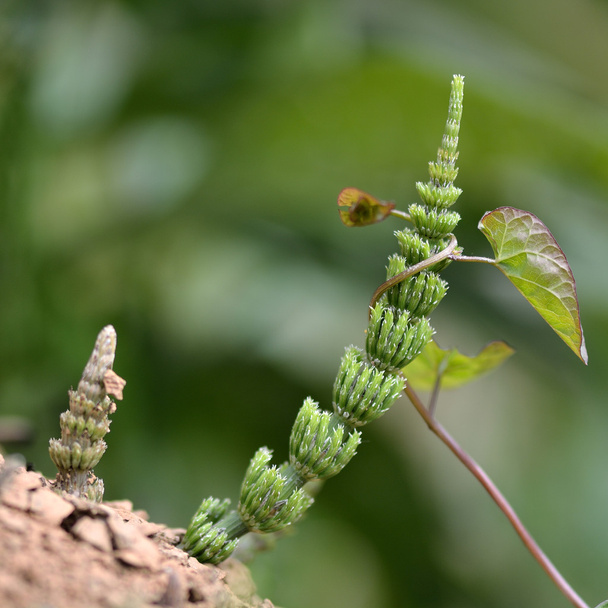 Field horsetail (Equisetum arvense) and bindweed - Photo, Image