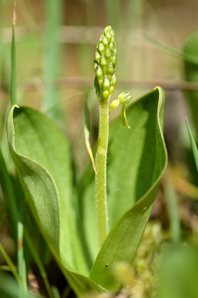Common twayblade (Neottia ovata) - Photo, Image
