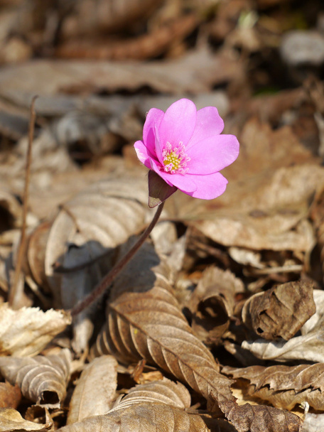 Hepatica tavaszi rózsaszín - Fotó, kép