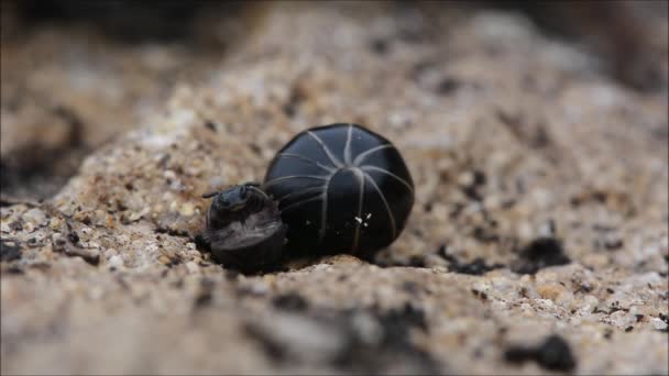 Pill millipedes (Glomeris marginata) uncurling - Felvétel, videó