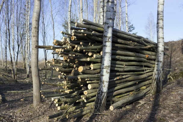 Екологічна чистка березової деревини
 - Фото, зображення