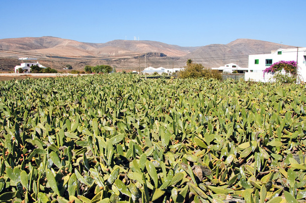 Cactus fields - Photo, Image