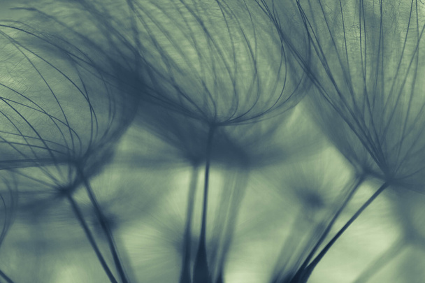 Abstract dandelion flower background, extreme closeup. Big dandelion on natural background. Art photography - Photo, Image