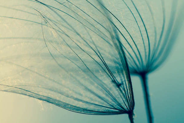 Abstract dandelion flower background, extreme closeup. Big dandelion on natural background. Art photography - Photo, Image