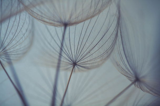 αφηρημένη πικραλίδα λουλούδι φόντο, ακραία closeup. μεγάλη πικραλίδα στο φυσικό υπόβαθρο. καλλιτεχνική φωτογραφία - Φωτογραφία, εικόνα