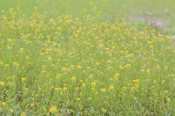 春に黄色のグリーン フィールド - 写真・画像